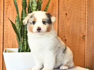Miniature Australian Shepherd dogs Landon - Ad 24