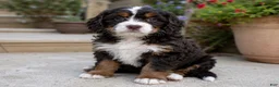 Mixed Breed dogs for sale: Honey - Ad 4