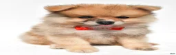 Pomeranian dogs for sale: Sonny - Ad 8