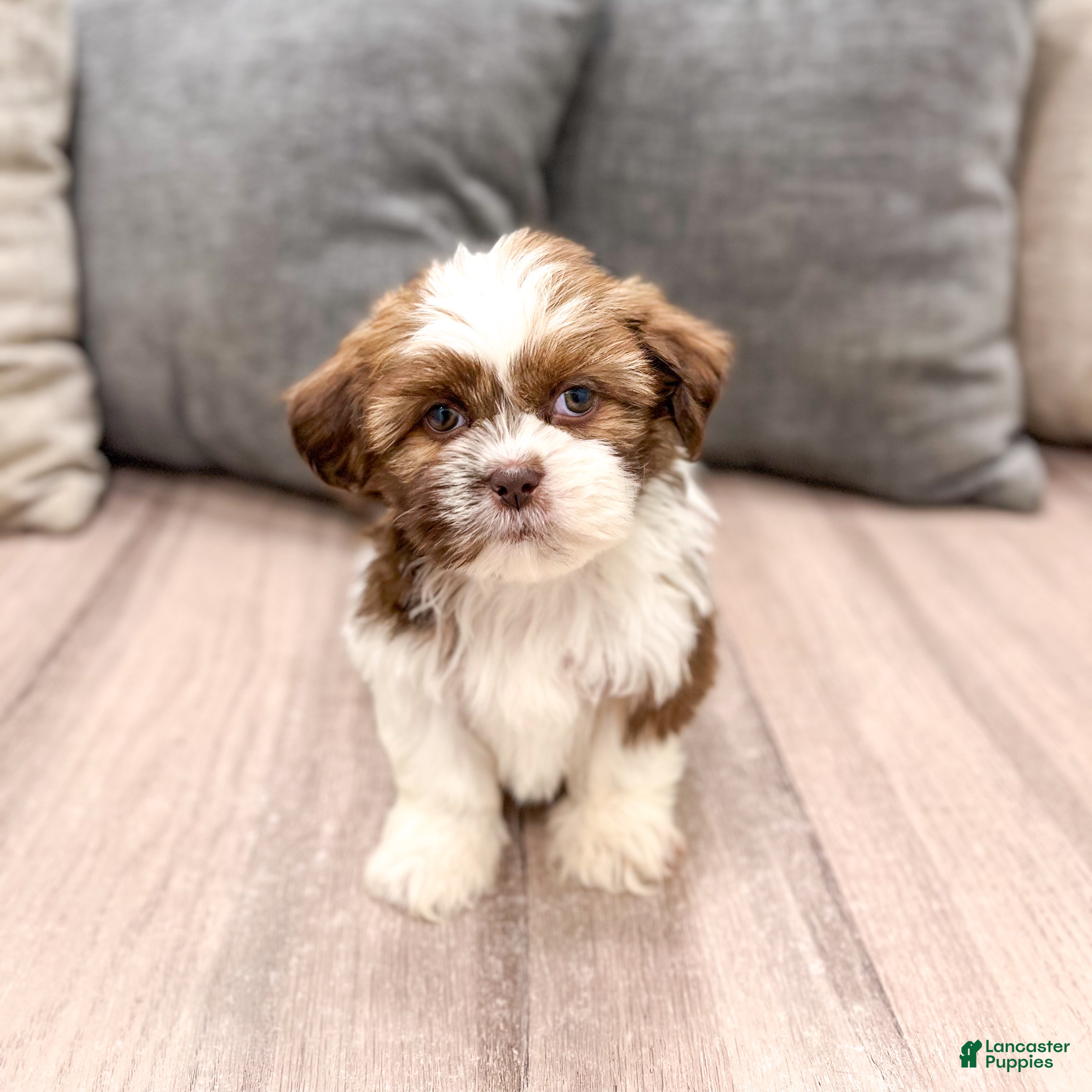 Shih Tzu dogs Cleo - Ad 1