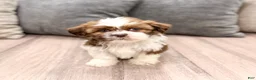 Shih Tzu dogs for sale: Cleo - Ad 1