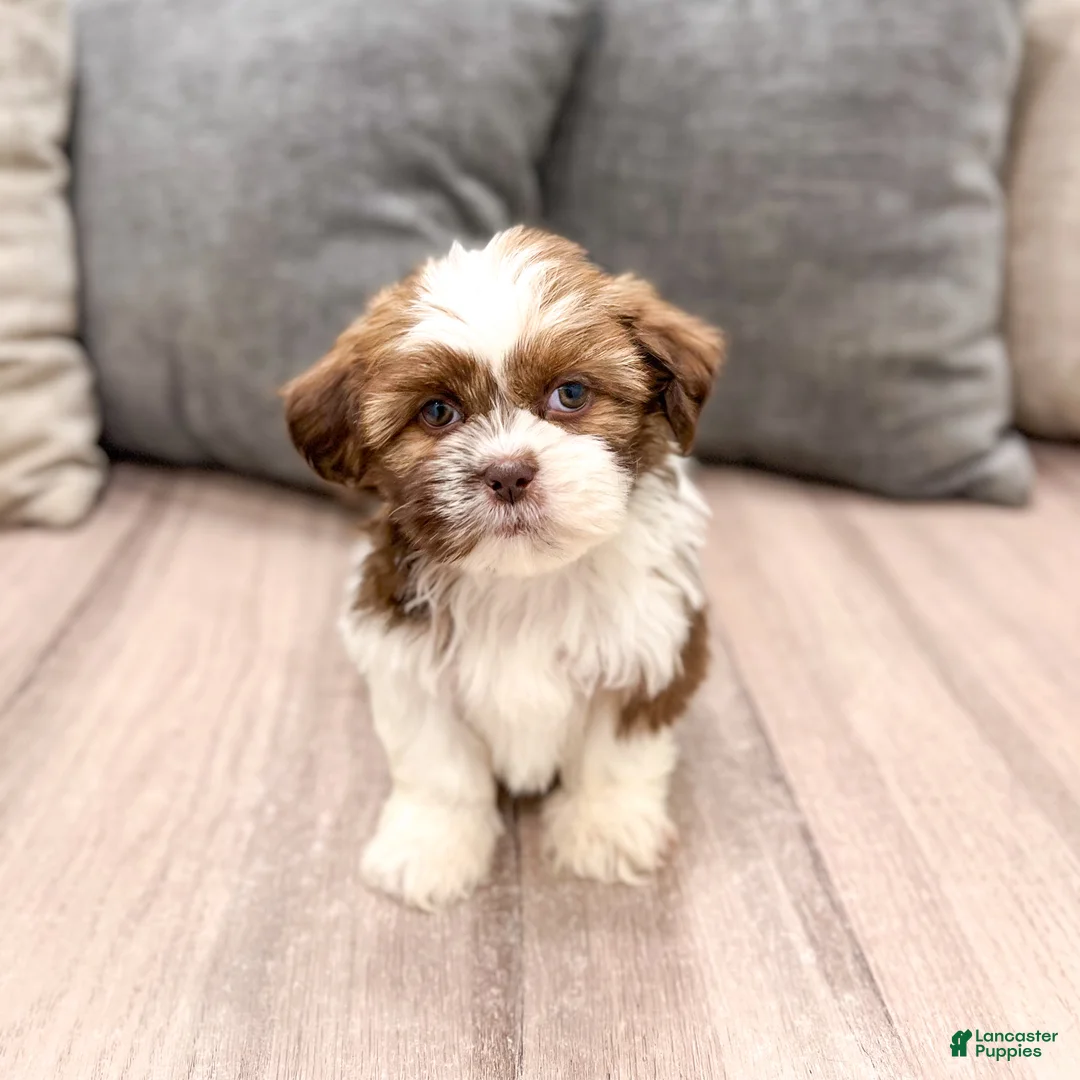 Shih Tzu dogs for sale: Cleo - Ad 1