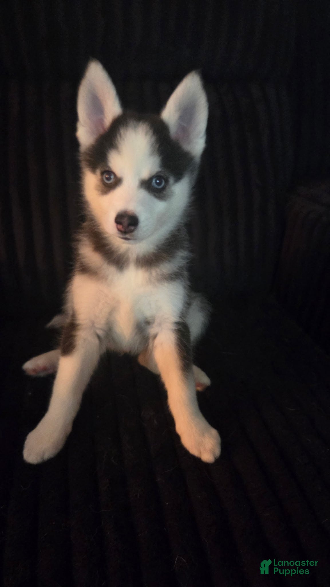 Pomsky dogs Theo - Ad 5