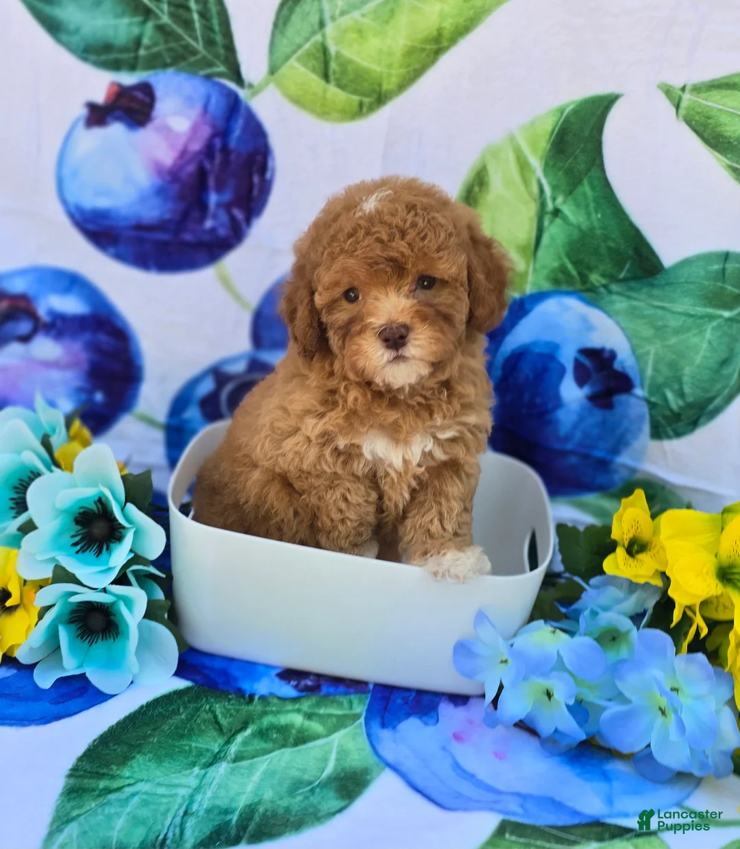 Mixed Breed dogs for sale: Brie - Ad 2