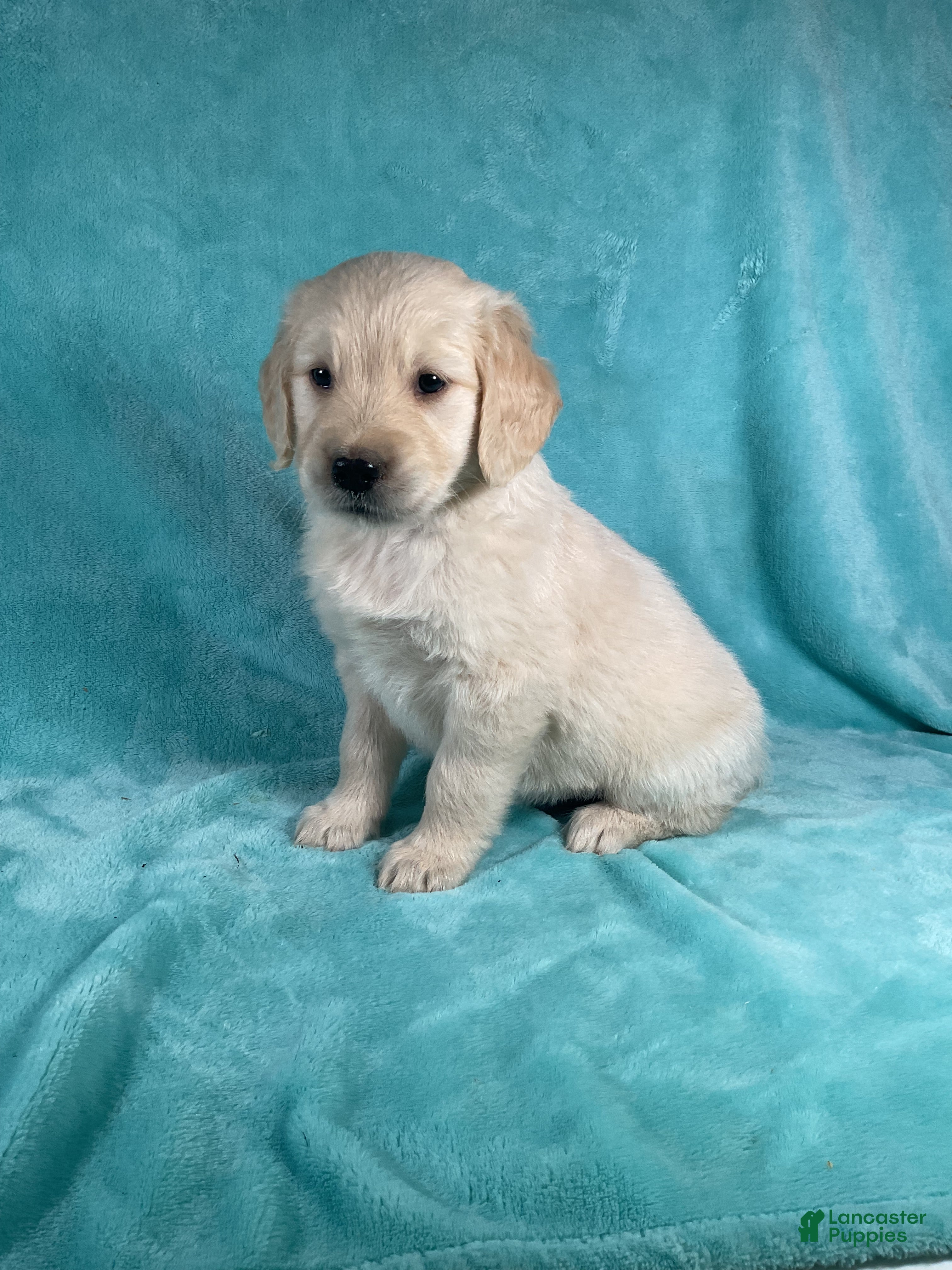 Golden Retriever dogs Sophie 8247 - Ad 2