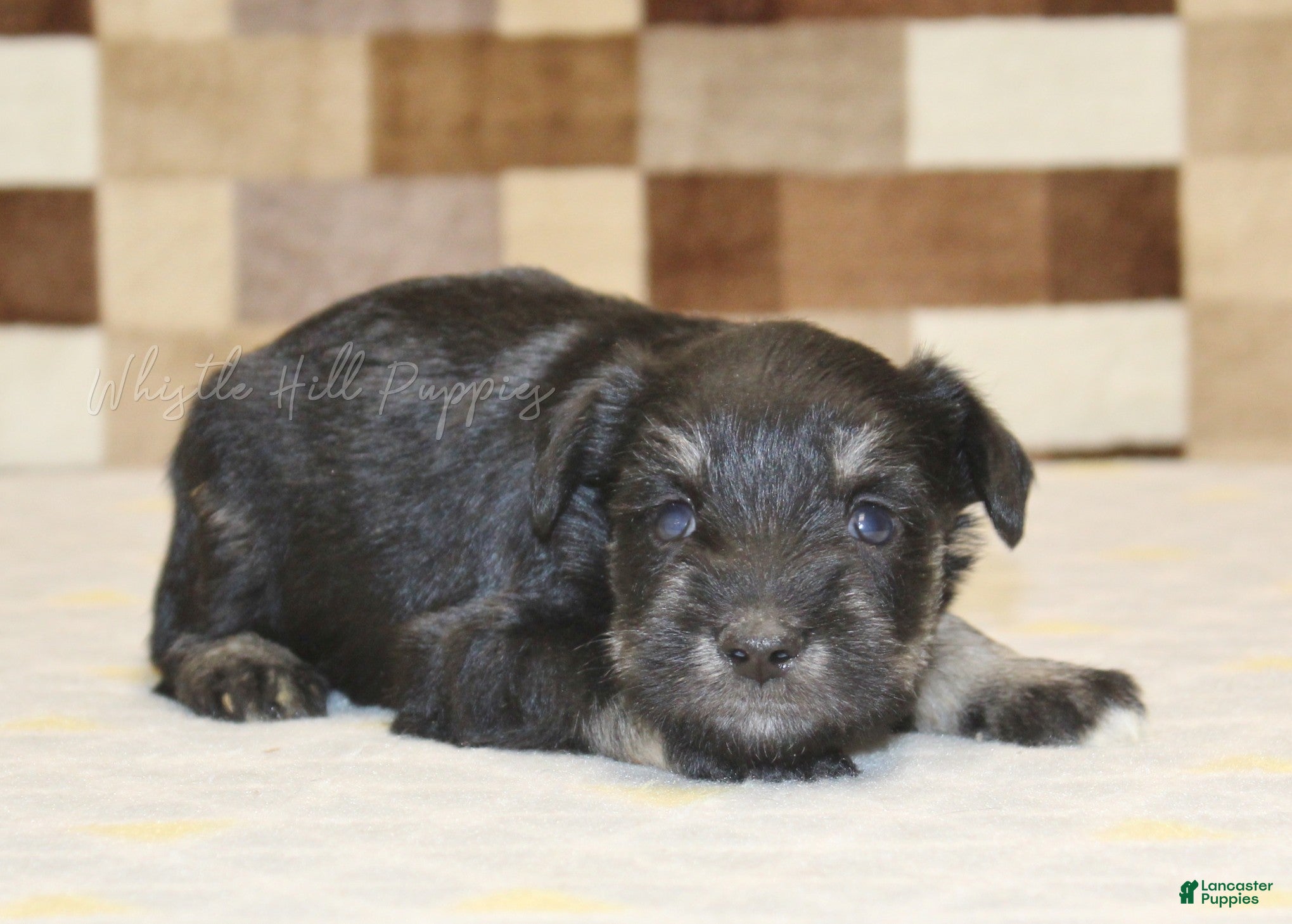 Miniature Schnauzer dogs Miniature Schnauzer Puppy 2 - Ad 1