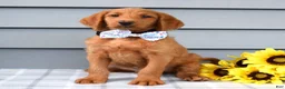 Labradoodle dogs for sale: Cooper  - Ad 9