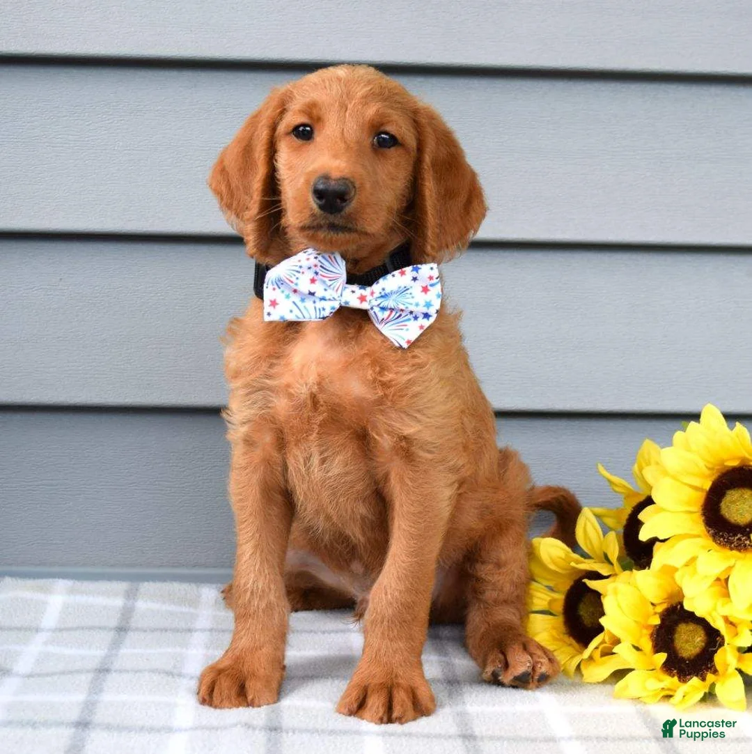 Labradoodle dogs for sale: Cooper  - Ad 9