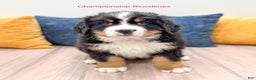Bernese Mountain Dog dogs for sale: Rusty - Ad 1