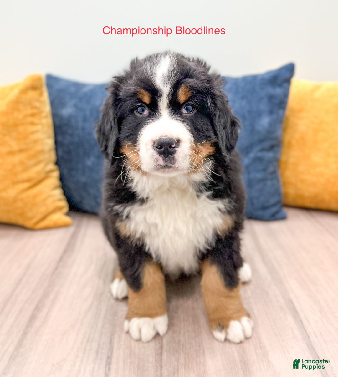 Bernese Mountain Dog dogs for sale: Rusty - Ad 1