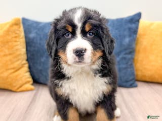 Bernese Mountain Dog dogs Rusty - Ad 28