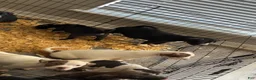 Mixed Breed dogs for sale: Mixed Breed 1 - Ad 5