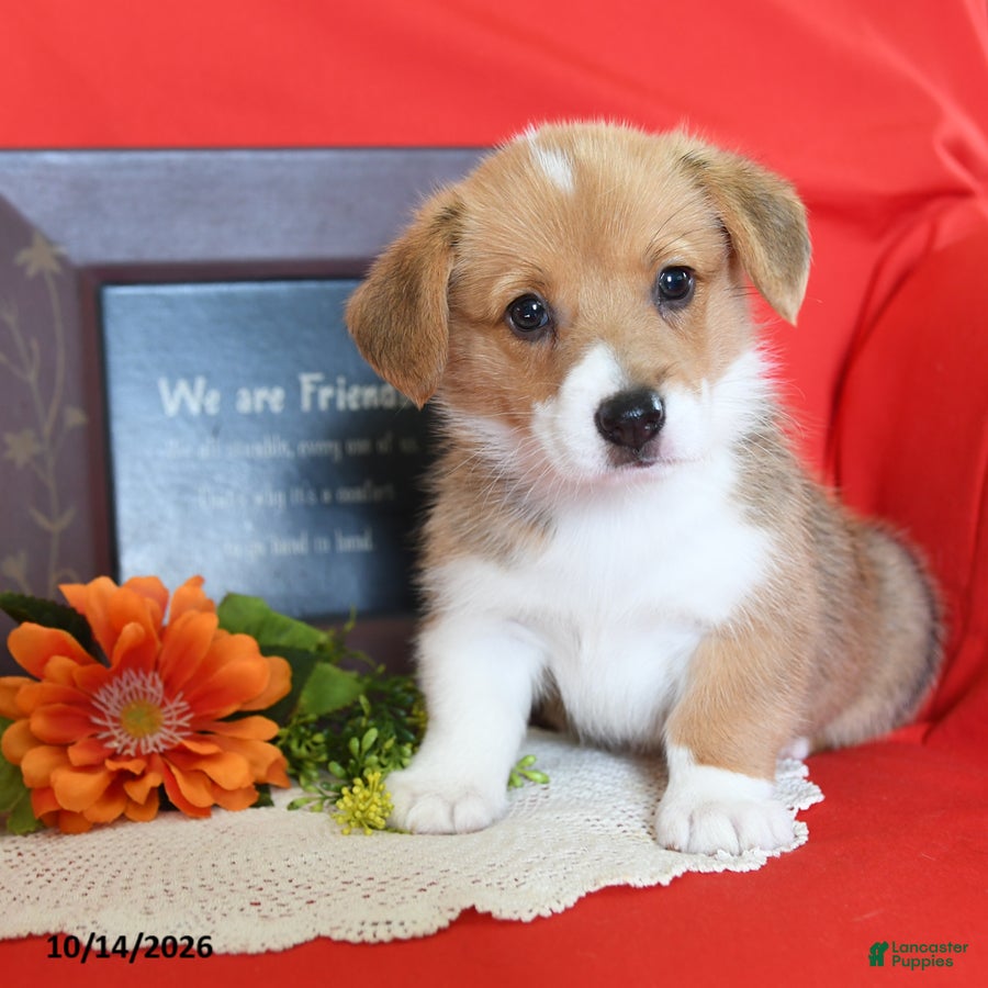 Welsh Corgi Pembroke dogs Evie - Ad 1