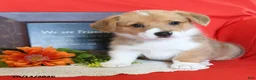 Welsh Corgi Pembroke dogs for sale: Evie - Ad 1
