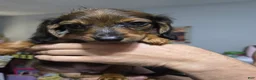 Dachshund dogs for sale: Dachshund 2 - Ad 3