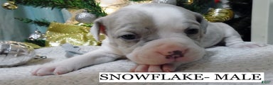 SNOWFLAKE 