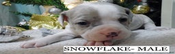 American Pit Bull Terrier dogs for sale: SNOWFLAKE  - Ad 1