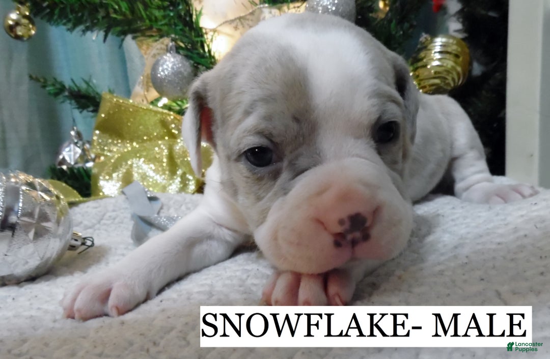 American Pit Bull Terrier dogs for sale: SNOWFLAKE  - Ad 1