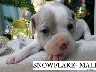 American Pit Bull Terrier dogs SNOWFLAKE - Ad 17