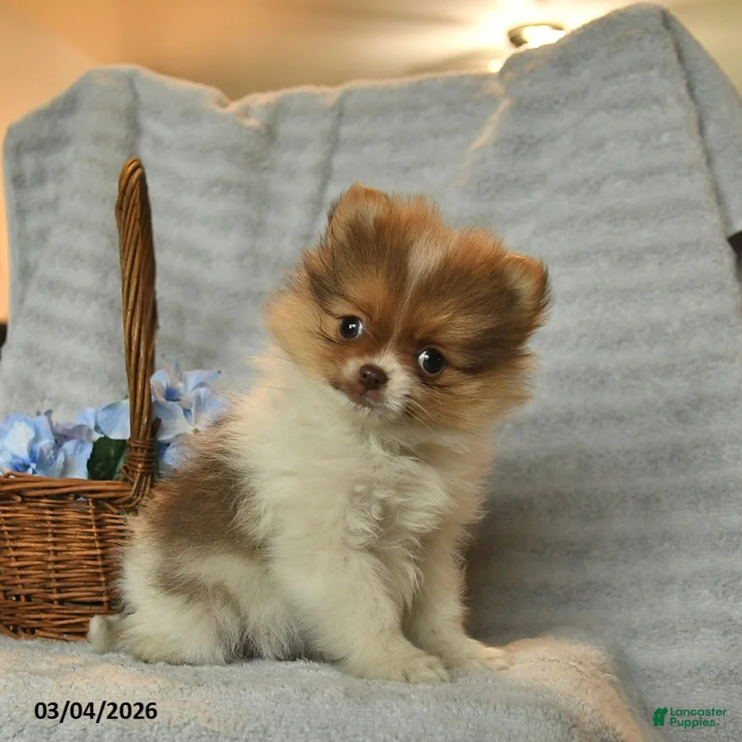 Pomeranian dogs for sale: Reggie  - Ad 1