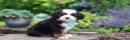 Mini Bernedoodle dogs for sale: Denzel - Ad 3