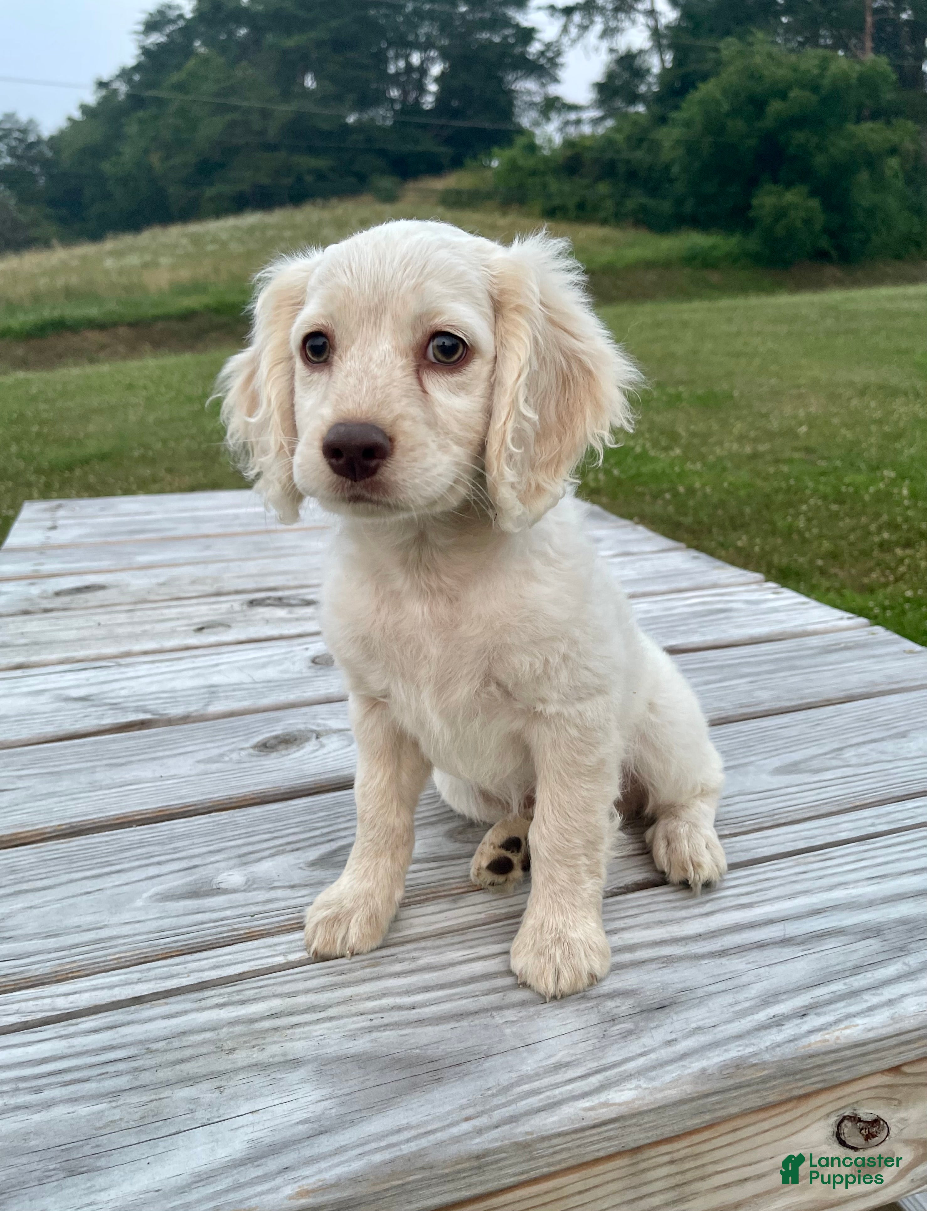Cockapoo dogs Meeko - Ad 2