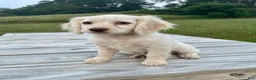 Cockapoo dogs for sale: Meeko - Ad 2