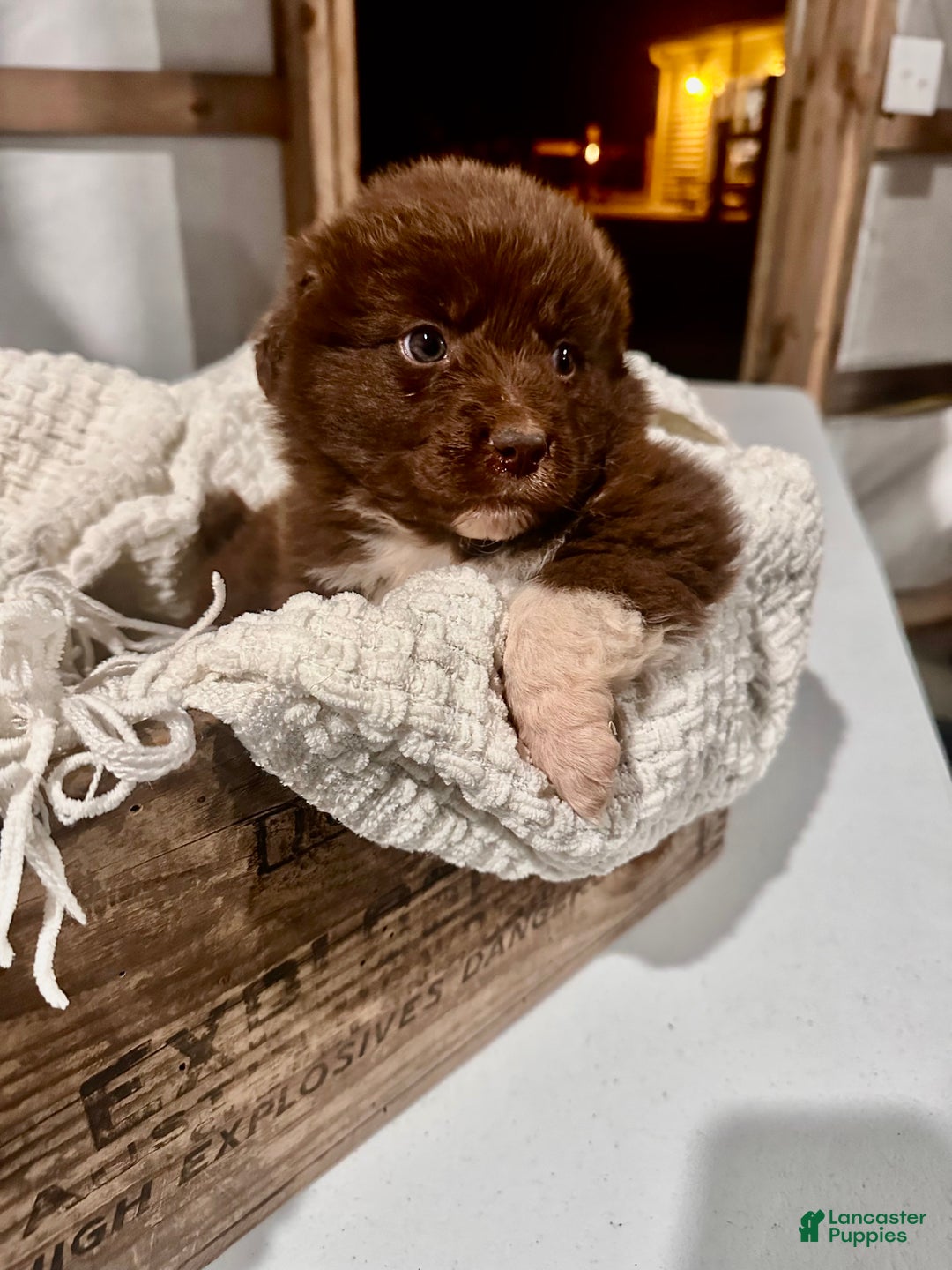 Aussiedoodle dogs for sale: Chunker - Ad 1