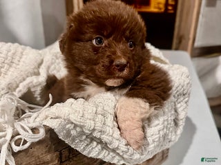 Aussiedoodle dogs Chunker - Ad 31