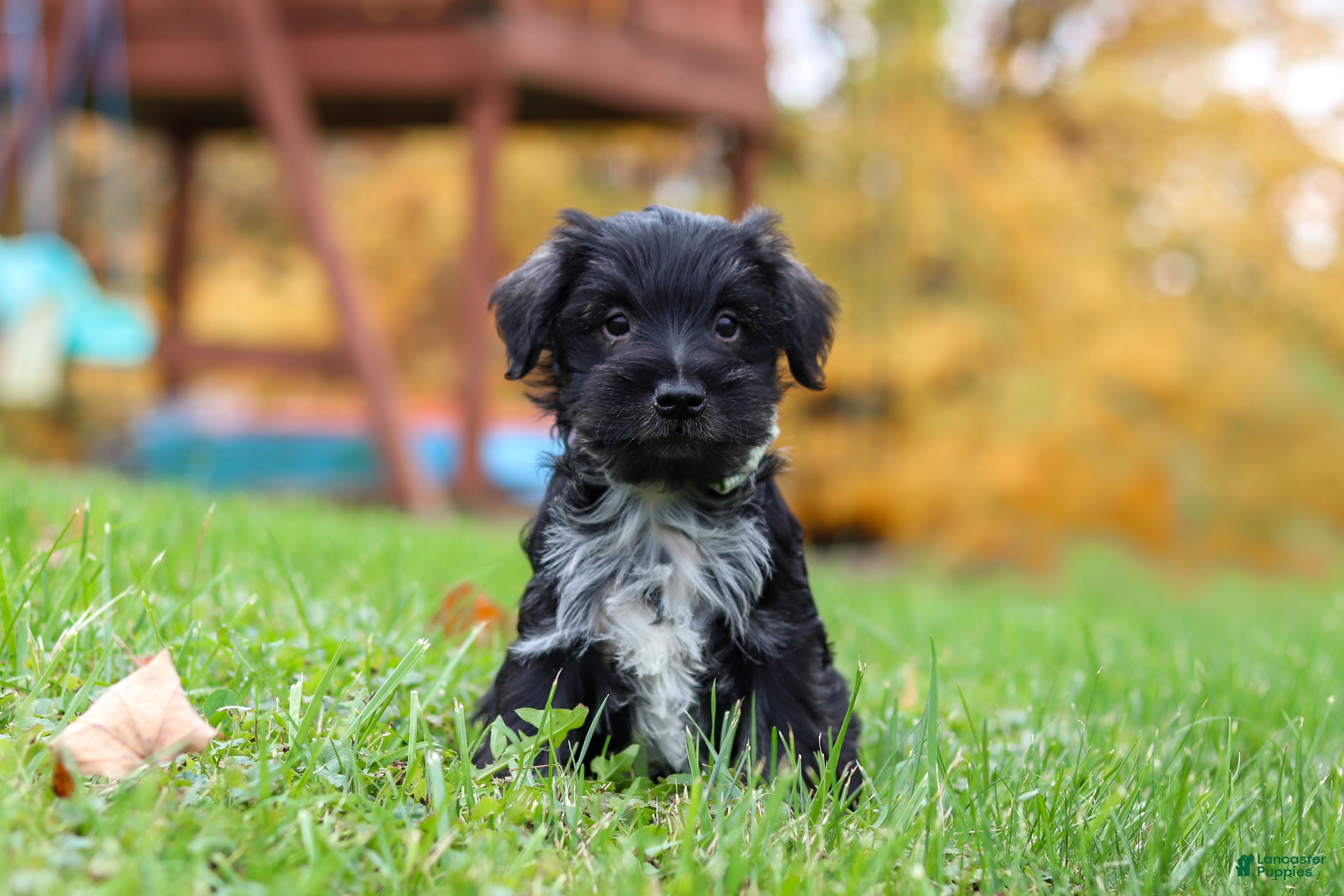 Miniature Schnauzer dogs Jude - Ad 2