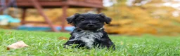 Miniature Schnauzer dogs for sale: Jude - Ad 2