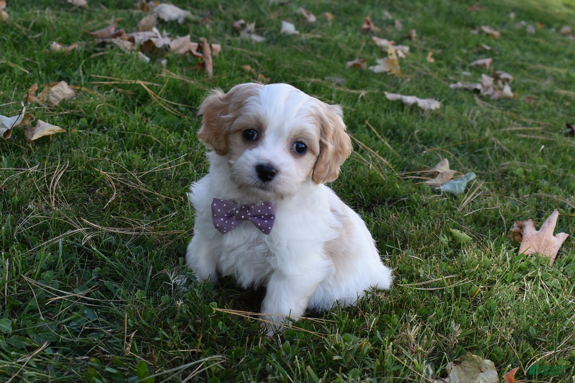 Cavachon dogs Carley  - Ad 1
