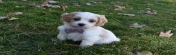 Cavachon dogs for sale: Carley  - Ad 1