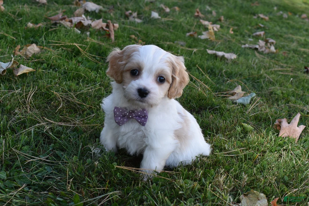 Cavachon dogs for sale: Carley  - Ad 1