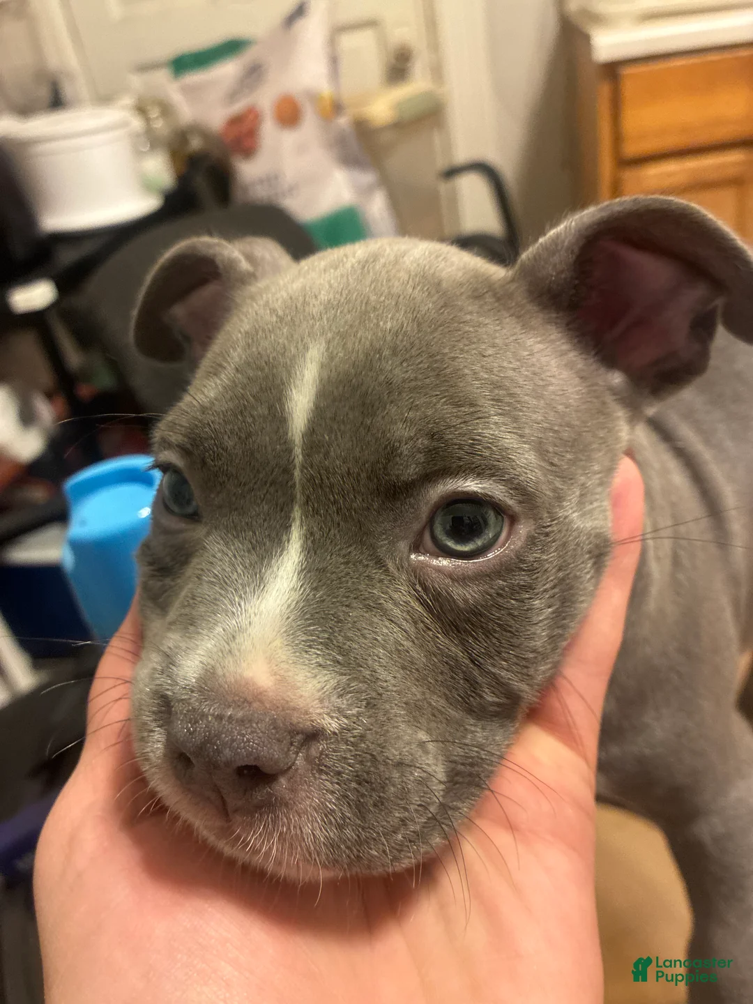 American Bully dogs for sale: American Bully 5 - Ad 2
