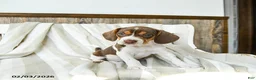 Beagle dogs for sale: Coffee - Ad 3