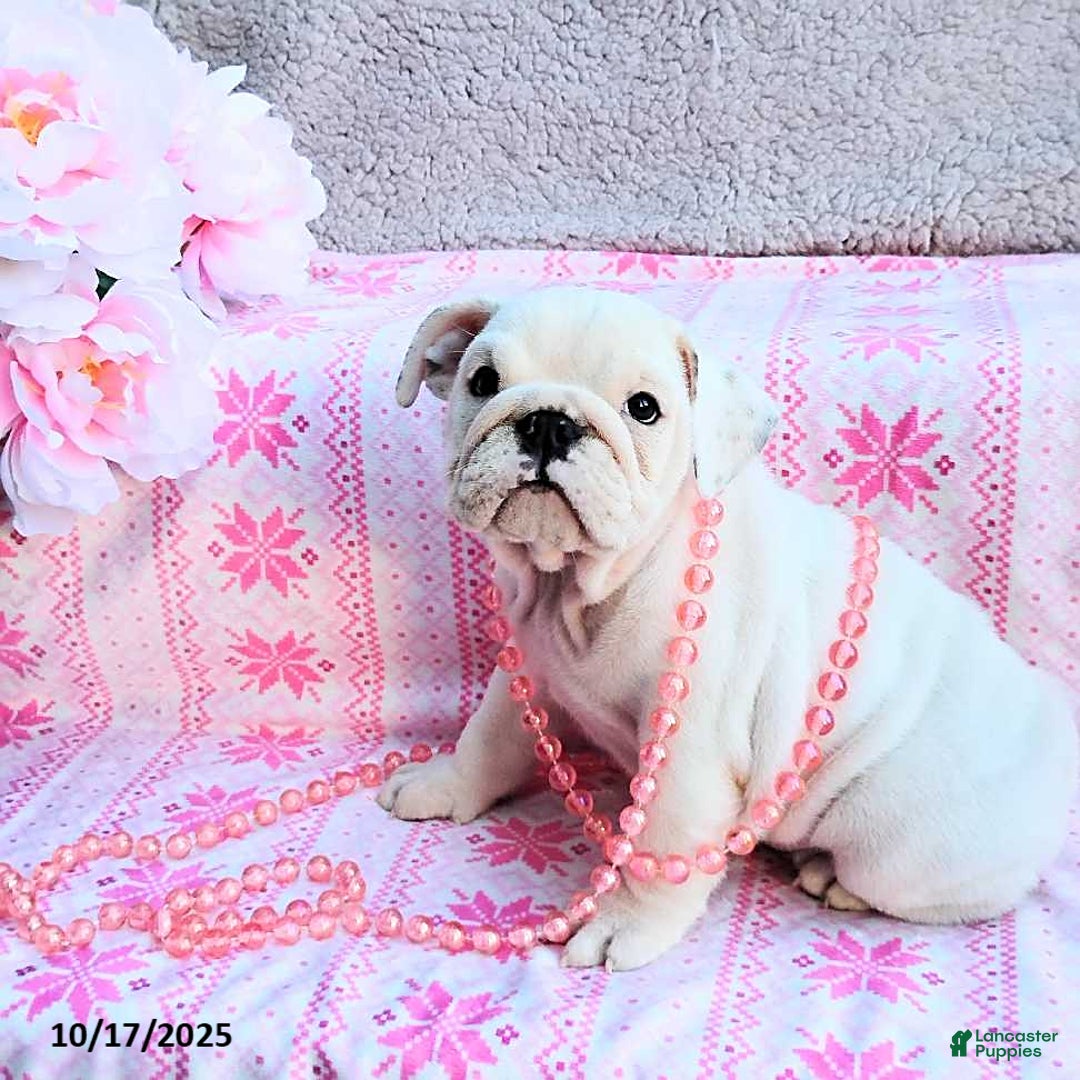 English Bulldog dogs for sale: Rayna - Ad 24