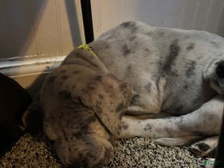 Great Dane dogs Sheldon - Ad 28