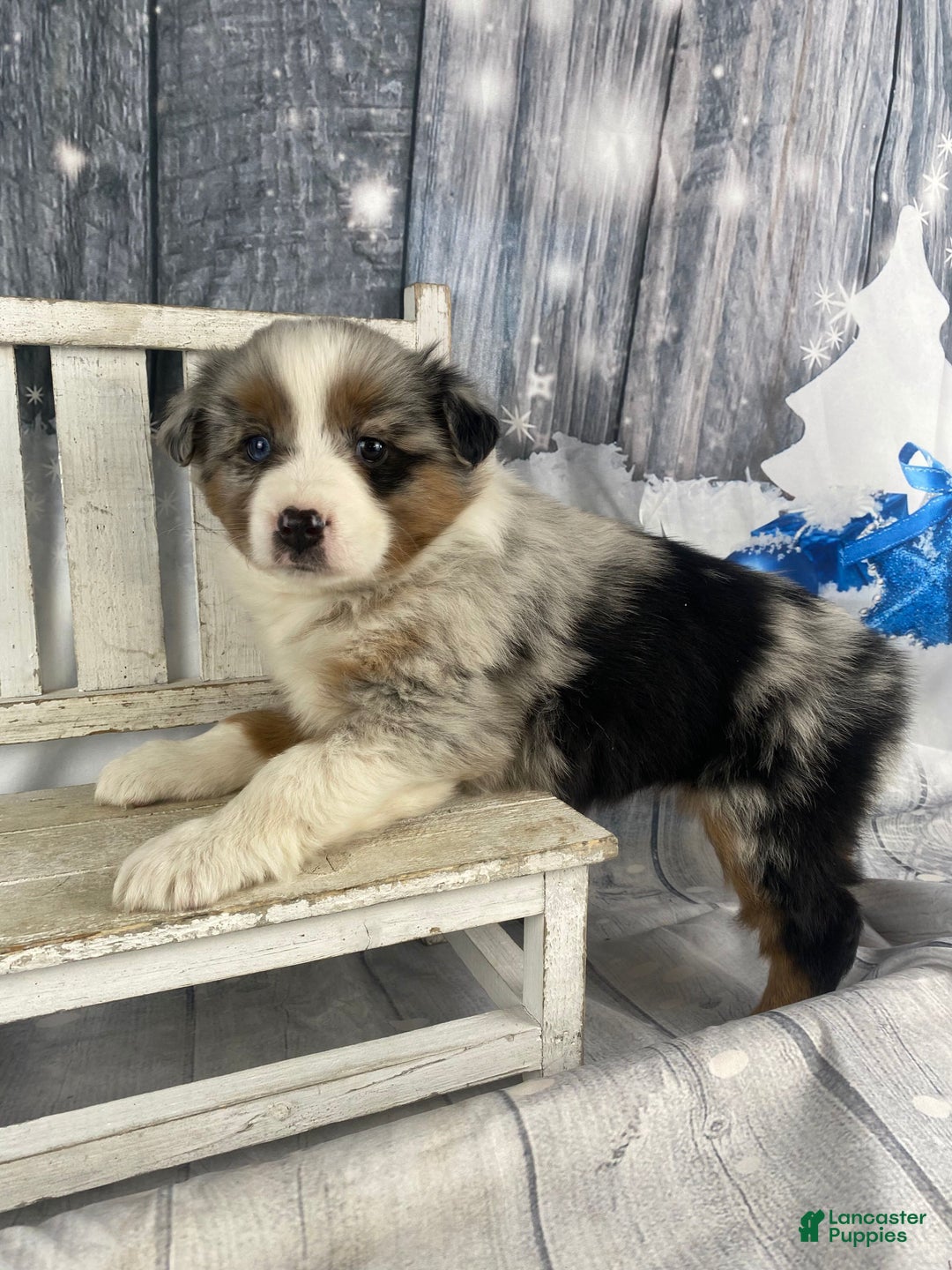 Australian Shepherd dogs for sale: Calla - Ad 12