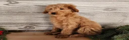 Mini Goldendoodle dogs for sale: Reno - Ad 8