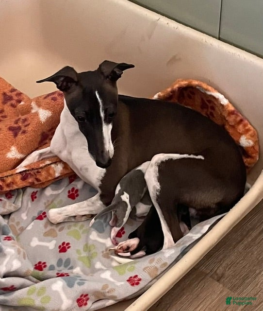 Italian Greyhound dogs Puppy 2 - Ad 2