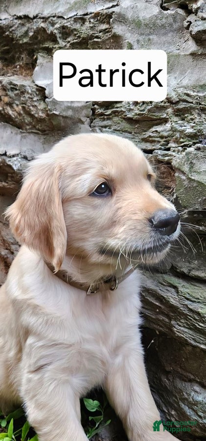 Golden Retriever dogs Patrick - Ad 13