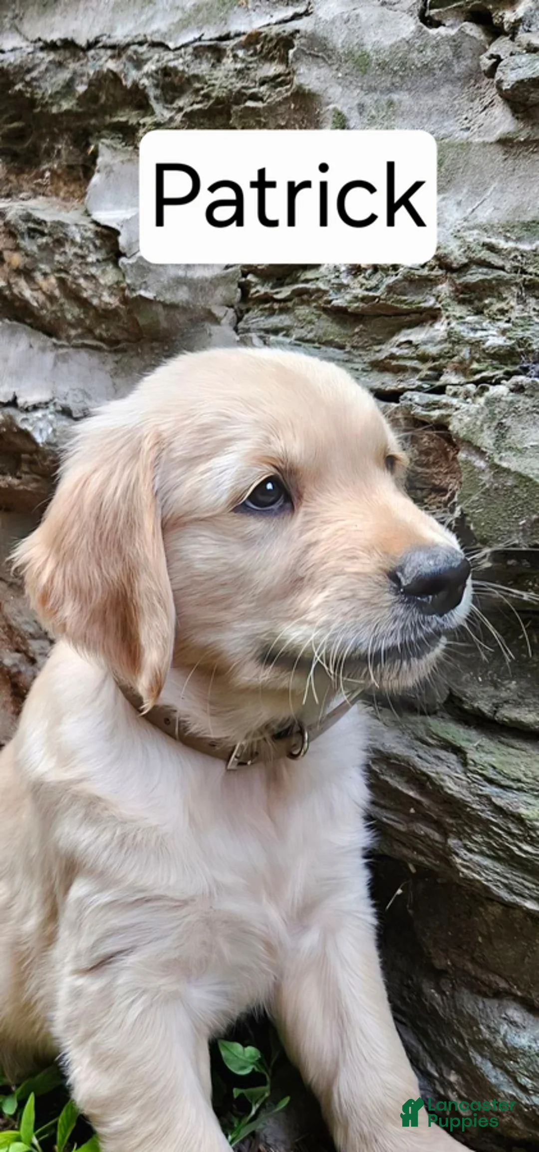 Golden Retriever dogs for sale: Patrick - Ad 1