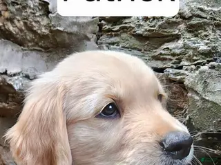 Golden Retriever dogs Patrick - Ad 13