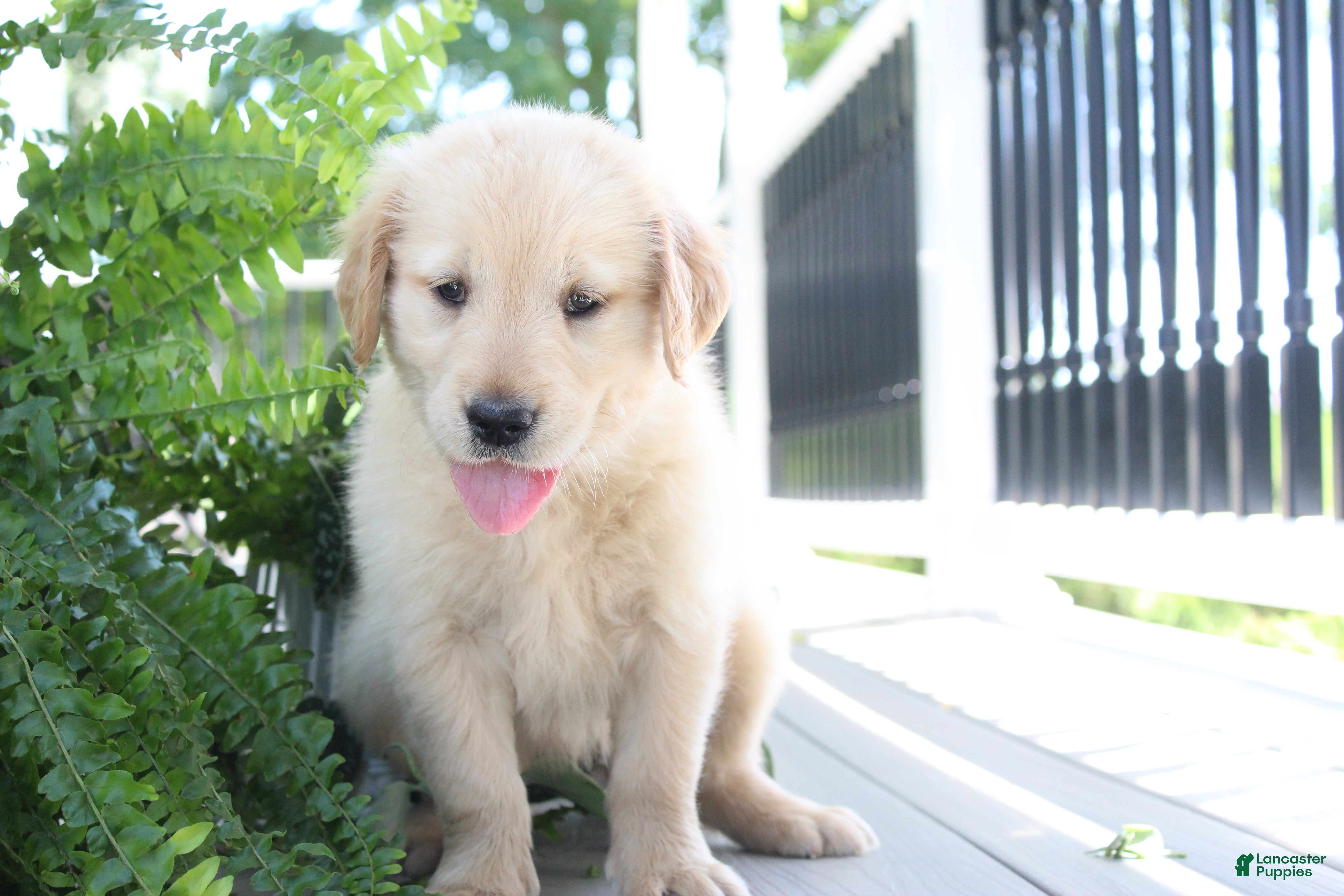 Golden Retriever dogs Summer - Ad 1