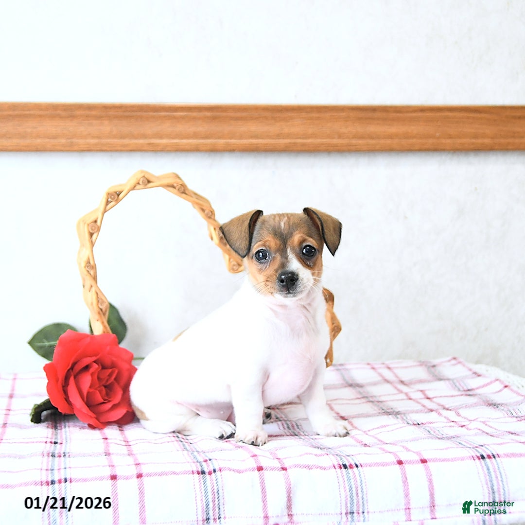 Mixed Breed dogs for sale: Sweetheart - Ad 2