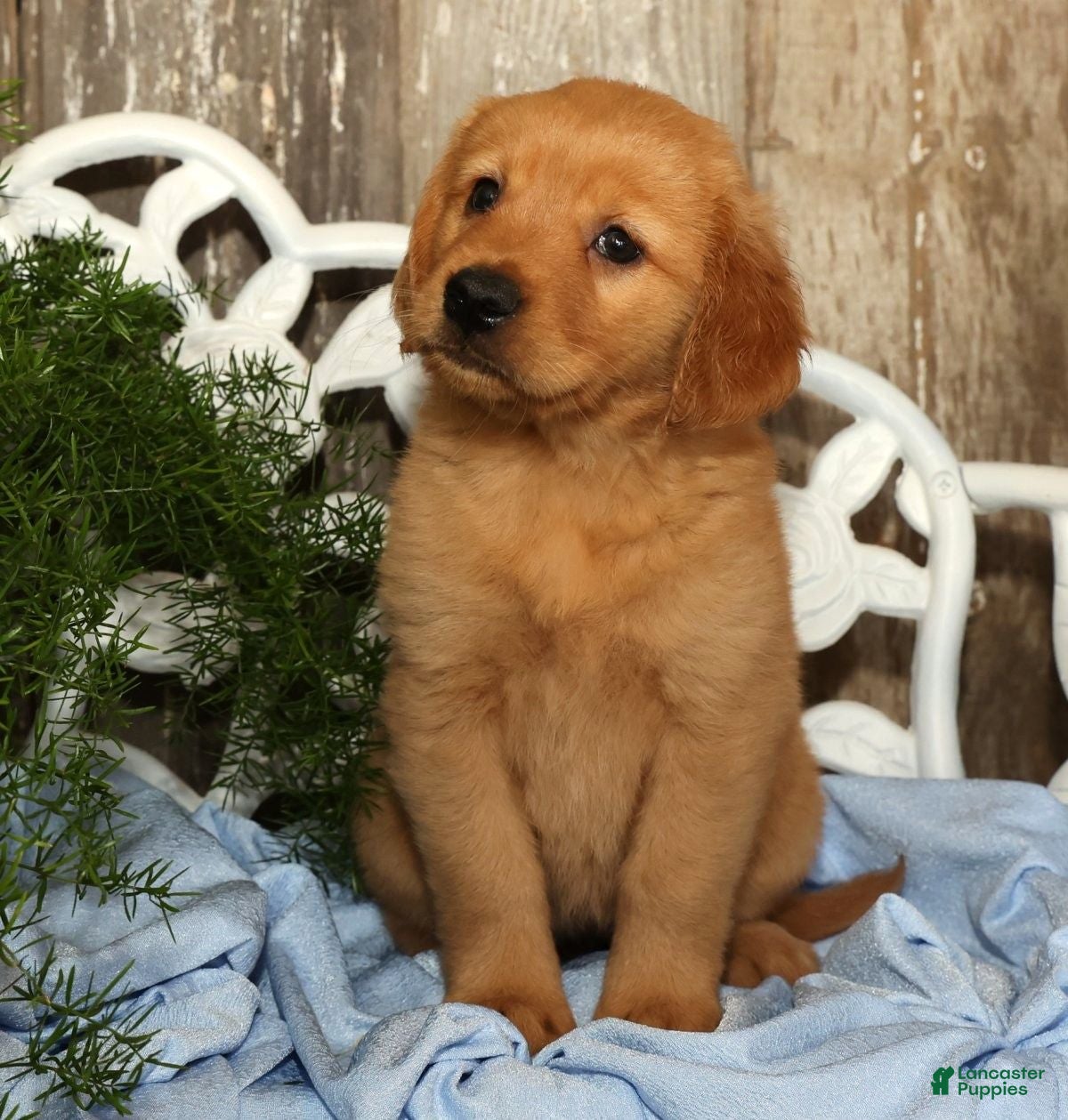 Golden Retriever dogs Shannon - Ad 1