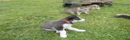 Gerberian Shepsky dogs for sale: Sentry - Ad 2