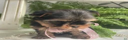 Yorkshire Terrier dogs for sale: Cali - Ad 13