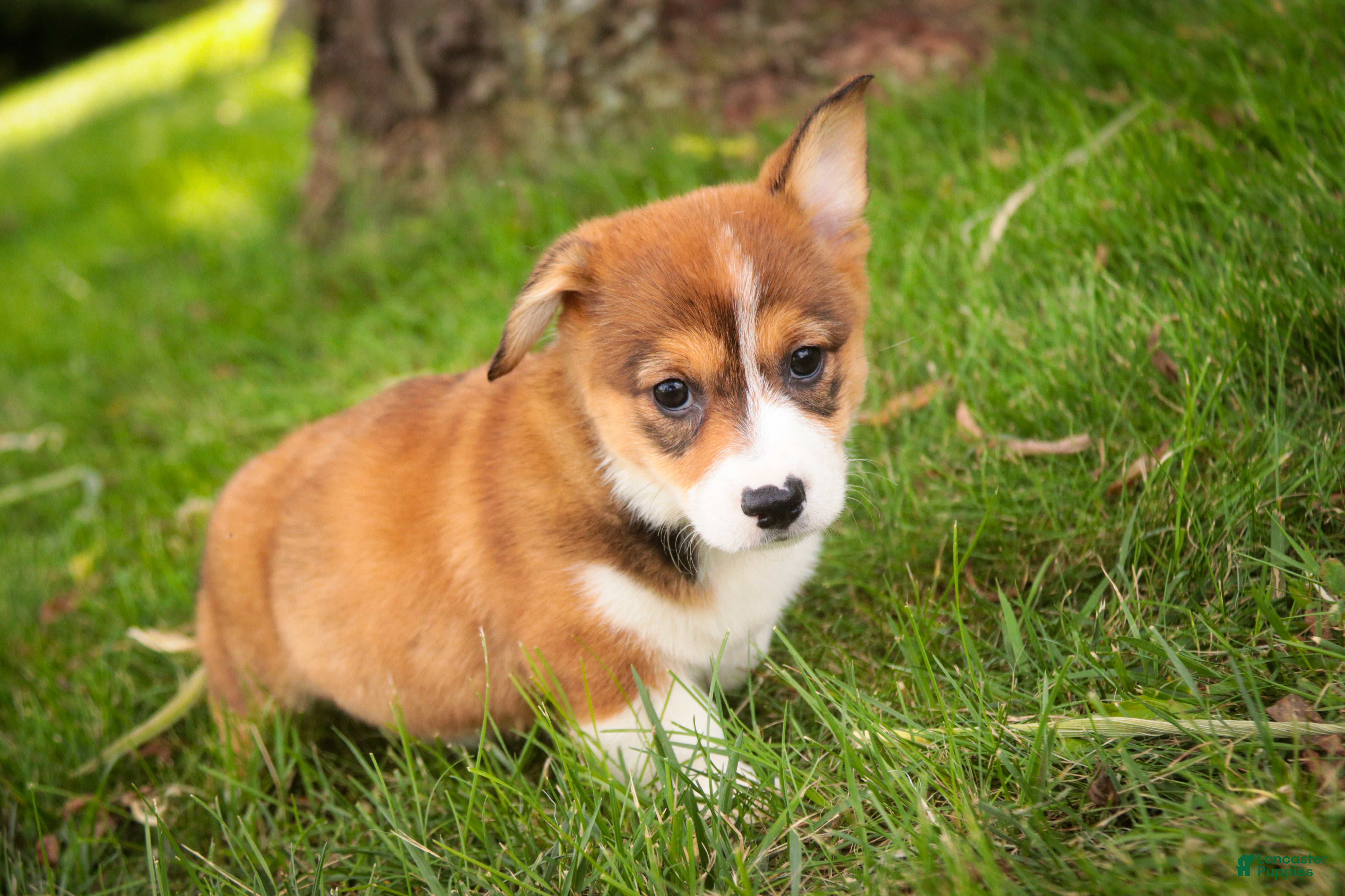 Welsh Corgi Pembroke dogs Apple Jacks Welsh Corgi Pembroke  - Ad 2